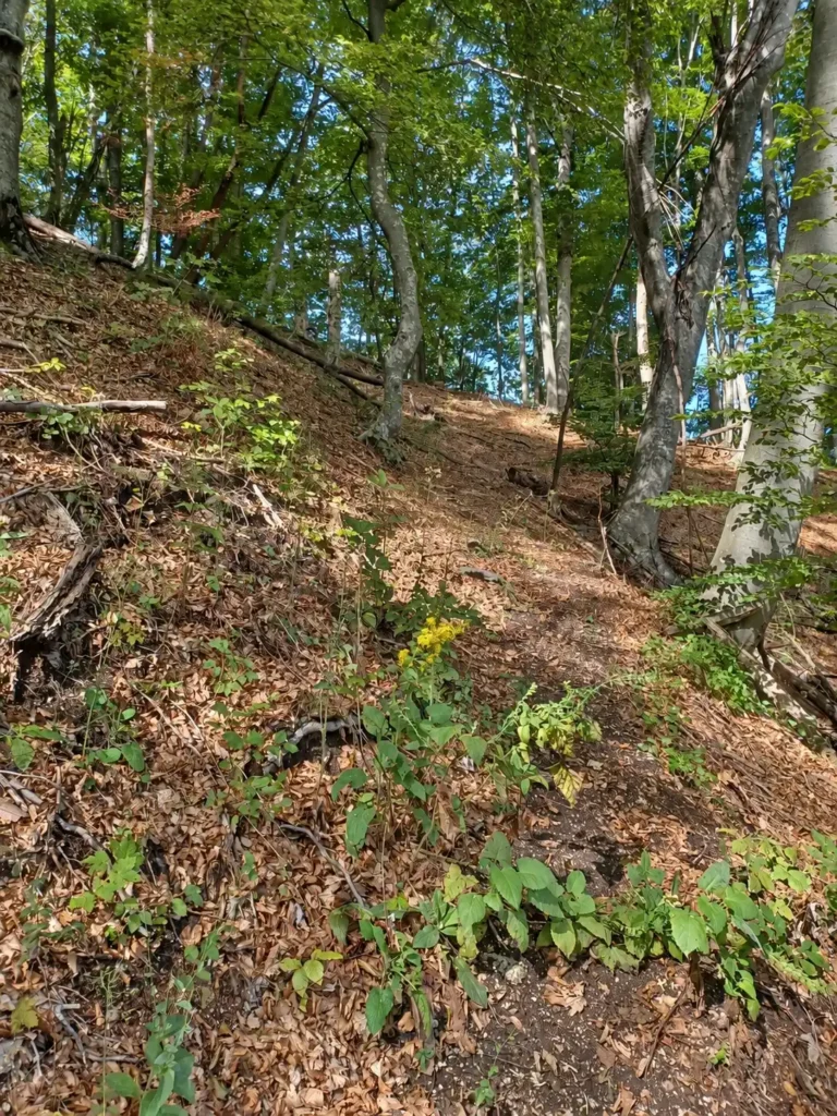 Žumberak and Gorjanci – two-day guided hiking tour A narrow hiking trail climbs a leaf-covered slope between tall trees.