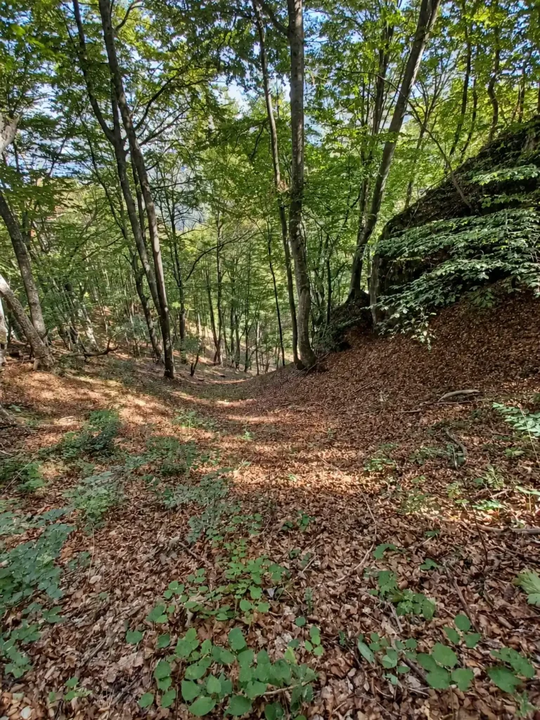 Žumberak and Gorjanci – two-day guided hiking tour A leaf-covered trail descends through a shaded forest of tall trees.