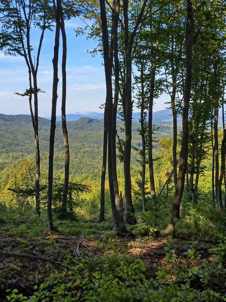 Žumberak and Gorjanci – two-day guided hiking tour Distant wooded hills and mountain ridges appear between tall tree trunks.